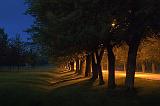 Tree-Lined Lane In First Light_20758-61